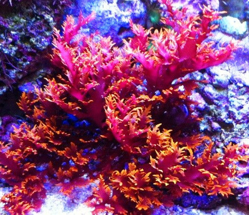 Top 5 Most Desirable Algae for Reef Aquariums