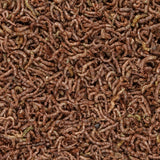 San Francisco Bay Brand Bloodworms Freeze Dried 0.5 oz - www.ASAP-Aquarium.com