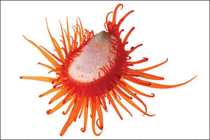 Sunday Invertebrates - The Flame Scallop