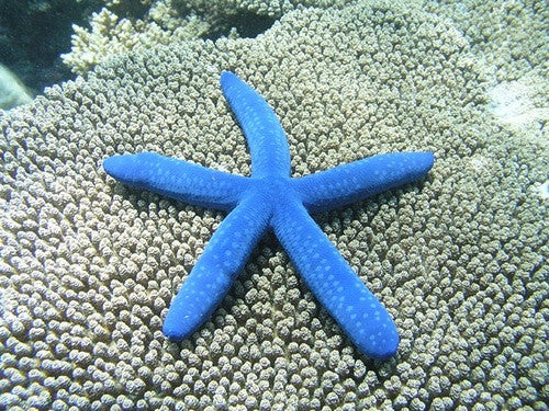 Sunday Invertebrates - The Blue Linckia Starfish