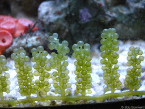 How to Identify and Treat Unwanted Nuisance Algae