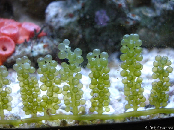 How to Identify and Treat Unwanted Nuisance Algae