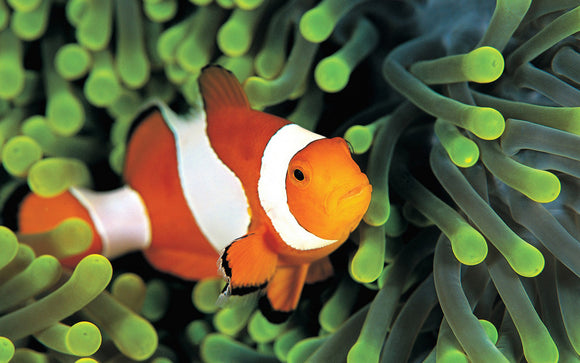Top 10 Easy Care Reef Safe Fish