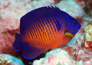 Friday Fish Facts - The Coral Beauty