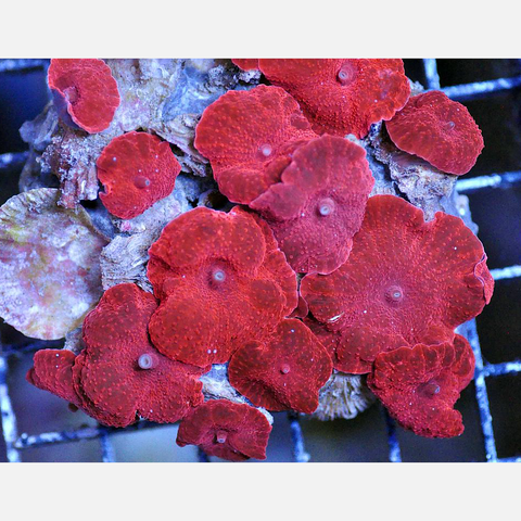 Sunday Invertebrates - Discosoma Mushroom Corals