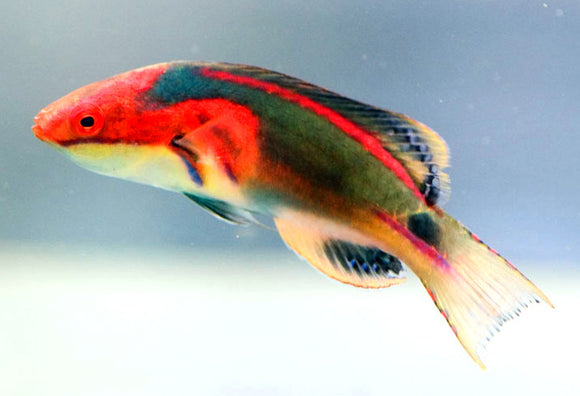Friday Fish Facts - The Exquisite Fairy Wrasse