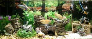 How to Convert a Freshwater Aquarium to a Saltwater Aquarium