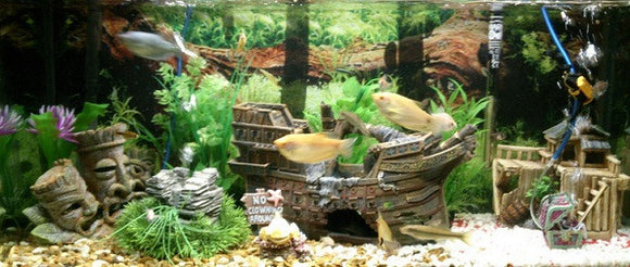 How to Convert a Freshwater Aquarium to a Saltwater Aquarium