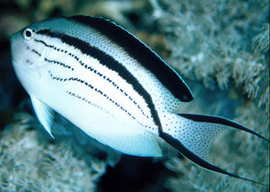 Friday Fish Facts - Swallowtail Angelfishes