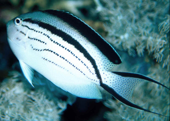 Friday Fish Facts - Swallowtail Angelfishes