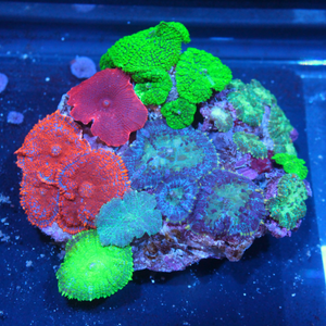 Top Ten List of Easy Care Corals for Reef Aquariums
