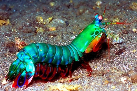 Sunday Invertebrates - The Peacock Mantis Shrimp