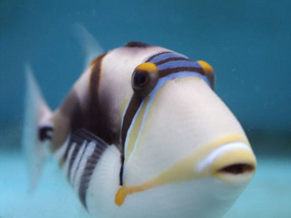 Friday Fish Facts - The Picasso Trigger Fish