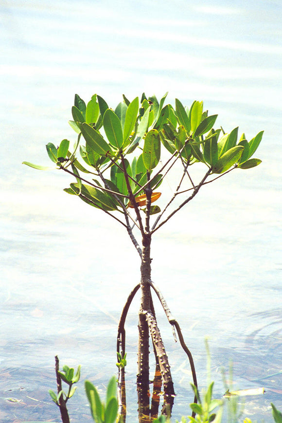How to Care for Mangroves in a Reef Aquarium
