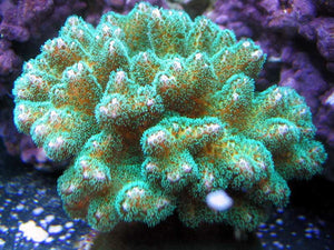 Sunday Invertebrates - Pocillopora Coral