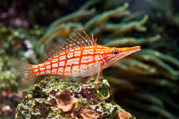 How to Acclimate Marine Fish to Your Aquarium