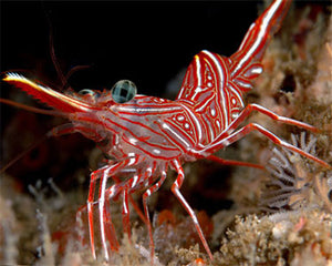 Sunday Invertebrates - The Peppermint Shrimp