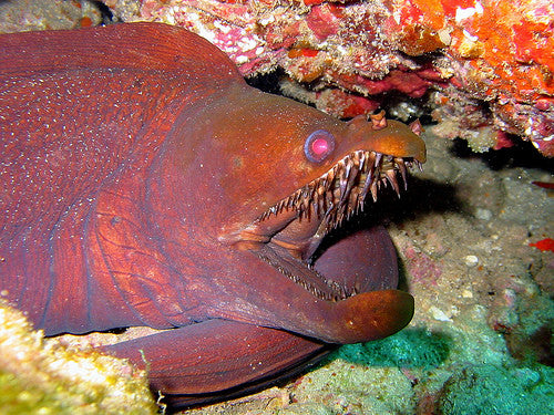 Friday Fish Facts - Viper Moray Eel