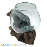 Betta Fish Bowl Unique Molten Glass on Teak Driftwood A110 - www.ASAP-Aquarium.com