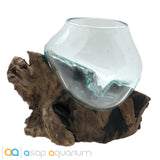 Betta Fish Bowl Unique Molten Glass on Teak Driftwood A110 - www.ASAP-Aquarium.com