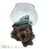 Betta Fish Bowl Unique Molten Glass on Teak Driftwood A110 - www.ASAP-Aquarium.com