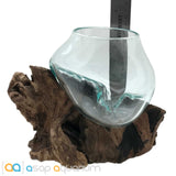 Betta Fish Bowl Unique Molten Glass on Teak Driftwood A110 - www.ASAP-Aquarium.com