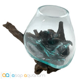 Betta Fish Bowl Unique Molten Glass on Teak Driftwood M214 - www.ASAP-Aquarium.com