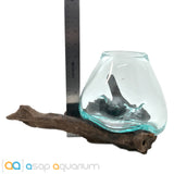 Betta Fish Bowl Unique Molten Glass on Teak Driftwood M214 - www.ASAP-Aquarium.com