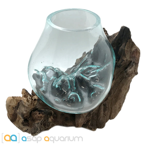Betta Fish Bowl Unique Molten Glass on Teak Driftwood M215