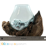 Betta Fish Bowl Unique Molten Glass on Teak Driftwood M215 - www.ASAP-Aquarium.com
