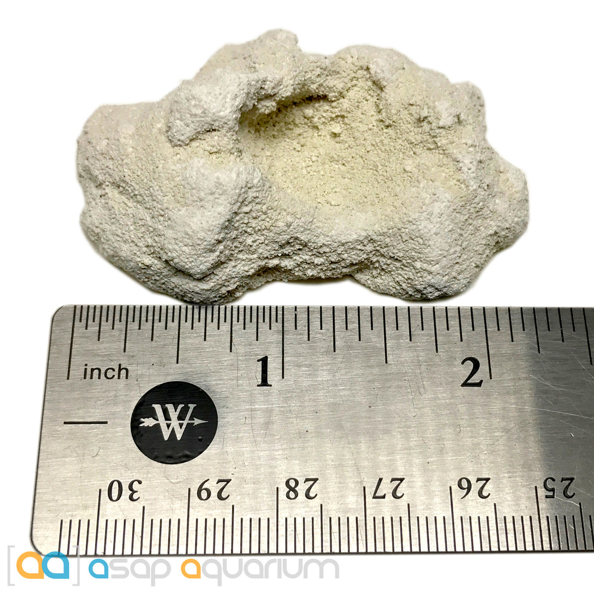 10 Reef Rock Frag Plugs Cured for Live Coral Propagation– ASAP Aquarium
