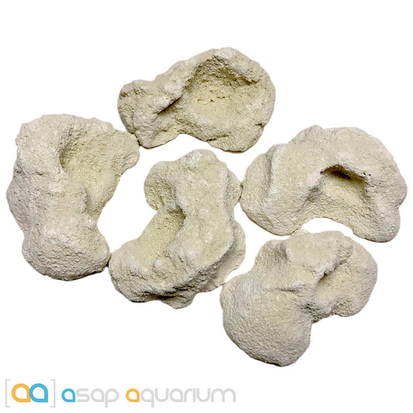 5 Reef Rock Frag Plugs Cured for Live Coral Propagation - www.ASAP-Aquarium.com