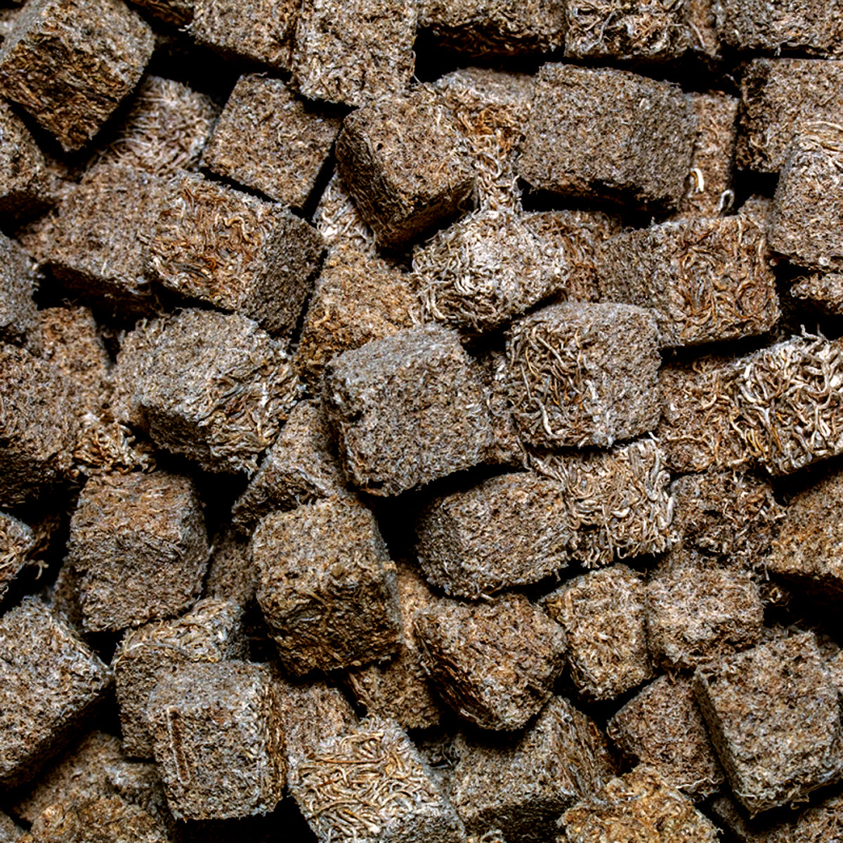 Dried tubifex worms shop