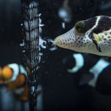 Two Little Fishies PouchFeeder Replacement Pouch 4 Pack - www.ASAP-Aquarium.com