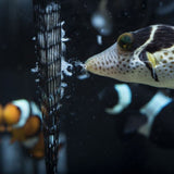Two Little Fishies PouchFeeder - www.ASAP-Aquarium.com