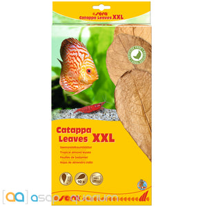 Sera Catappa Leaves XXL 32cm 10 pieces - www.ASAP-Aquarium.com