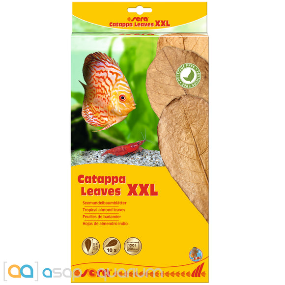 Sera Catappa Leaves XXL 32cm 10 pieces - www.ASAP-Aquarium.com