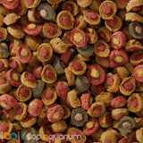 sera Koi All Seasons Probiotic 500 grams - www.ASAP-Aquarium.com